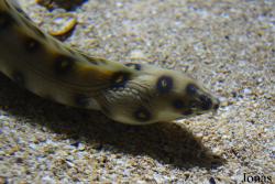 Aquarium de la Guadeloupe