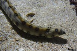 Aquarium de la Guadeloupe