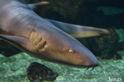 Aquarium de la Guadeloupe