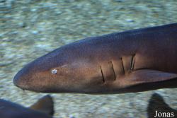 Aquarium de la Guadeloupe