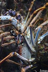 Aquarium de la Guadeloupe