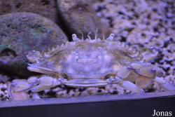Aquarium de la Guadeloupe