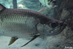 Aquarium de la Guadeloupe