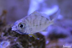 Gerreidae
