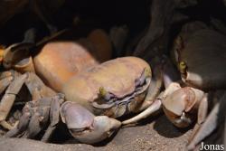 Aquarium de la Guadeloupe