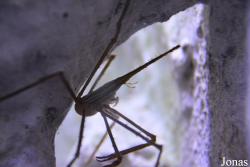Stenorhynchus seticornis