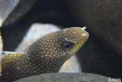 Aquarium de la Guadeloupe