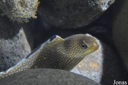 Aquarium de la Guadeloupe