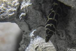 Aquarium de la Guadeloupe