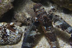 Aquarium de la Guadeloupe