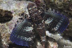 Aquarium de la Guadeloupe