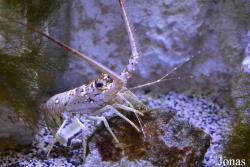 Aquarium de la Guadeloupe