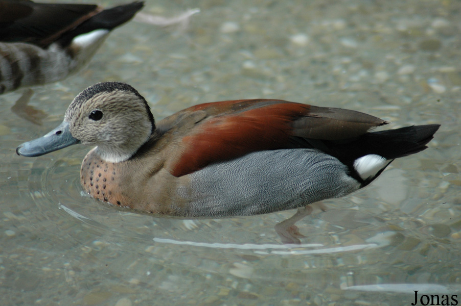Parc Zoologique et Botanique de Mulhouse