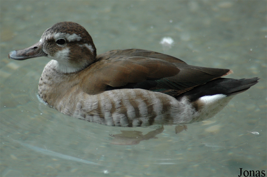Parc Zoologique et Botanique de Mulhouse