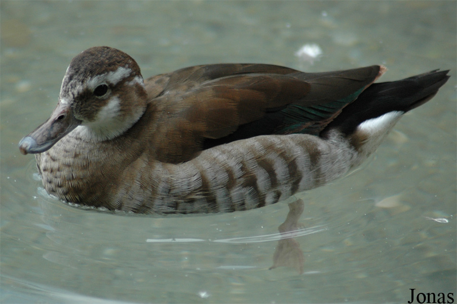 Parc Zoologique et Botanique de Mulhouse