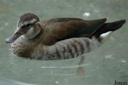 Parc Zoologique et Botanique de Mulhouse