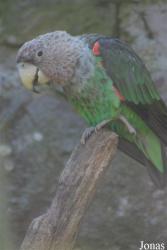 Parc Zoologique et Botanique de Mulhouse