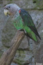 Parc Zoologique et Botanique de Mulhouse