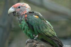 Parc Zoologique et Botanique de Mulhouse