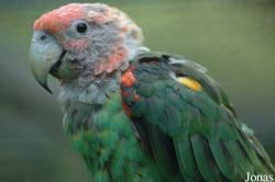 Parc Zoologique et Botanique de Mulhouse