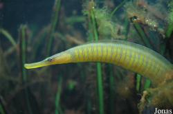 Entelurus aequoreus