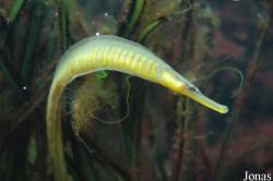 Aquarium Wilhelmshaven