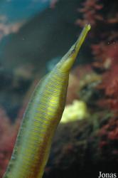 Aquarium Wilhelmshaven