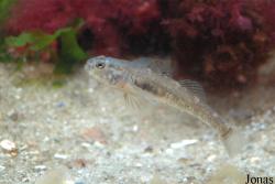 Aquarium Wilhelmshaven