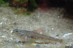 Gobiidae