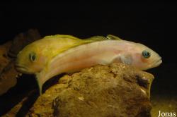 Nototheniidae