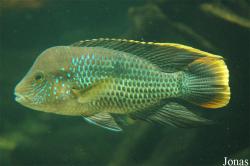 Aequidens rivulatus
