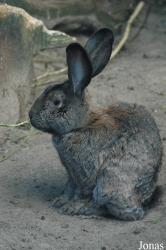 Lapin Géant allemand