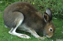 Lepus timidus