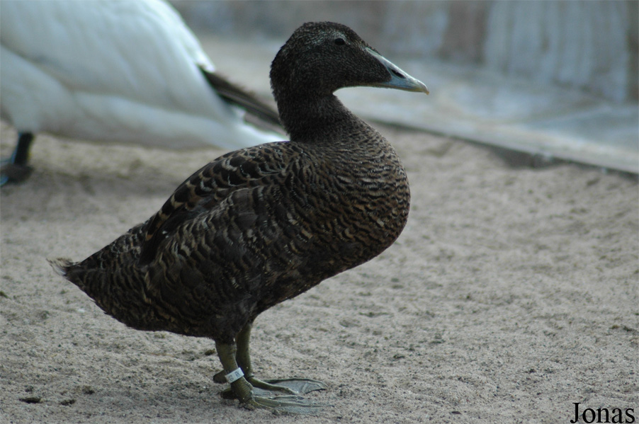 Zoo am Meer Bremerhaven