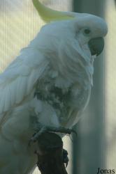 Cacatua galerita triton