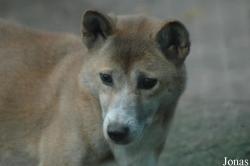 Canis lupus hallstromi