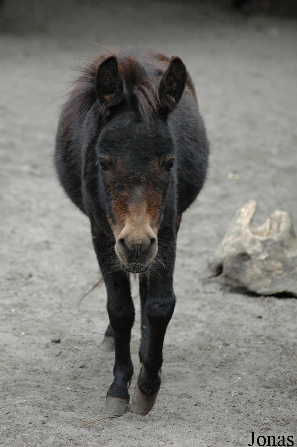 Tierpark Lübeck