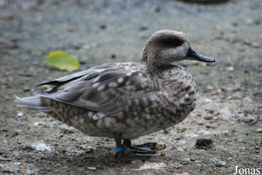 Zoo de l'Orangerie