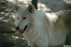Canis lupus hudsonicus