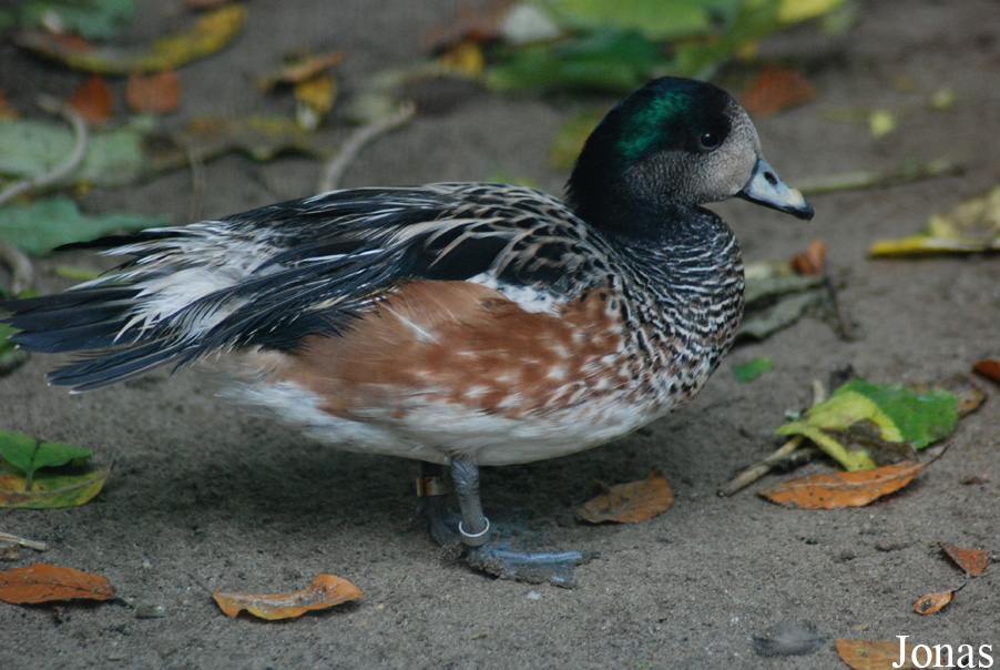 Zoo de l'Orangerie