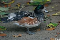 Zoo de l'Orangerie