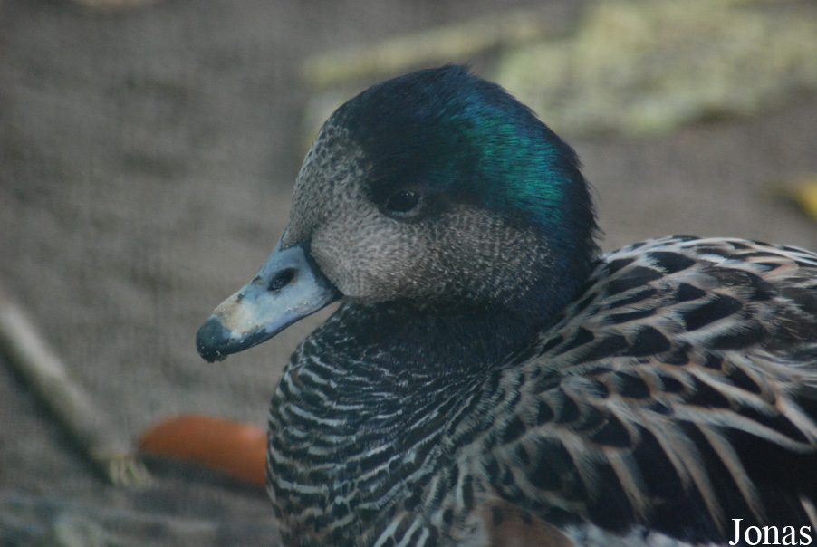 Zoo de l'Orangerie