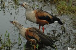 Vogelpark Niendorf