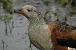 Vogelpark Niendorf