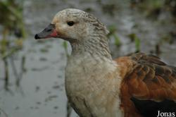 Vogelpark Niendorf