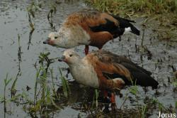 Vogelpark Niendorf