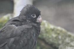 Coracopsis nigra