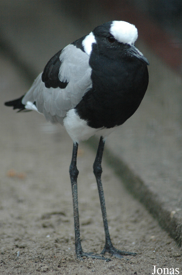 Vogelpark Niendorf
