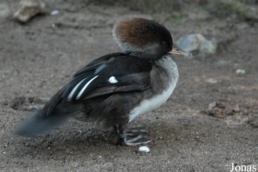 Zoo Duisburg