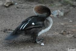 Zoo Duisburg